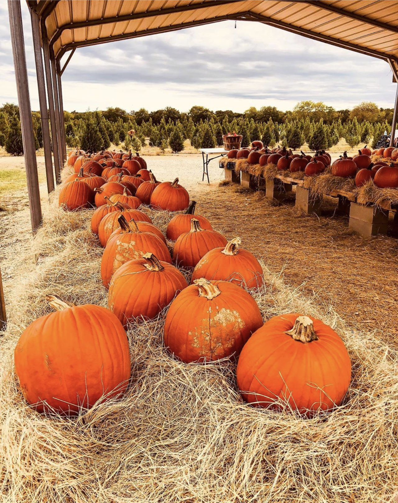 Pipe Creek Pumpkin Patch
805 Phils Rd., Pipe Creek, Texas, (210) 426-6191, pipecreekpumpkinpatch.com
Now in its 10th year, the pumpkin patch at Pipe Creek Christmas Tree Farm is the perfect destination for Hill Country fall fun. Open on Saturdays and Sundays through October 31, the pumpkin patch features kid-friendly activities including pumpkin painting, scarecrow dressing and rubber duck races, plus the opportunity for winter holiday lovers to explore the farm's 6000 Christmas trees. This year, face painting is nixed due to close contact, and face masks are required as a safety precaution. 
Photo via Instagram /  txtravelsandadventures