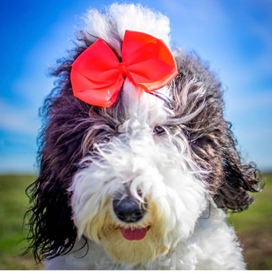 Top Dog: Fish

Fish is a sheepadoodle born in Arkansas though came to Texas as quick as we could get her here.  Her favorite person by far is her Dad! Fish is always ready to dress up in bows, sunglasses, backpacks or costumes and join in on any adventure
Instagram:  @Doodles_Fish_and_Macchiato