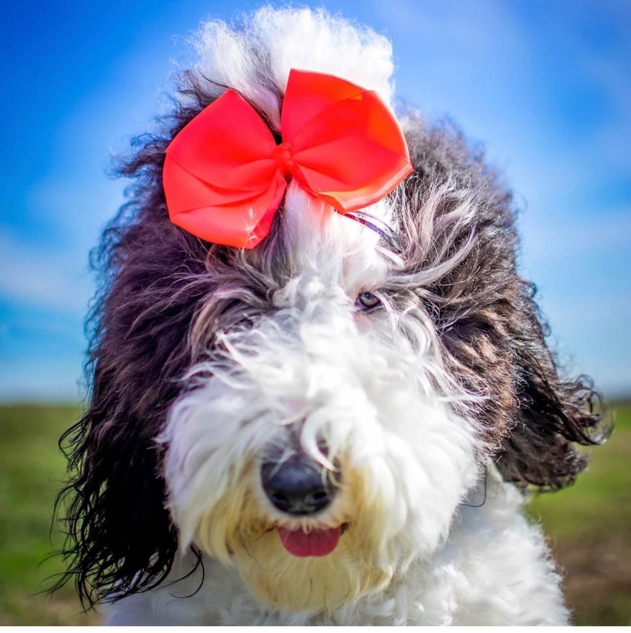 Top Dog: Fish
Fish is a sheepadoodle born in Arkansas though came to Texas as quick as we could get her here.  Her favorite person by far is her Dad! Fish is always ready to dress up in bows, sunglasses, backpacks or costumes and join in on any adventure
Instagram:  @Doodles_Fish_and_Macchiato