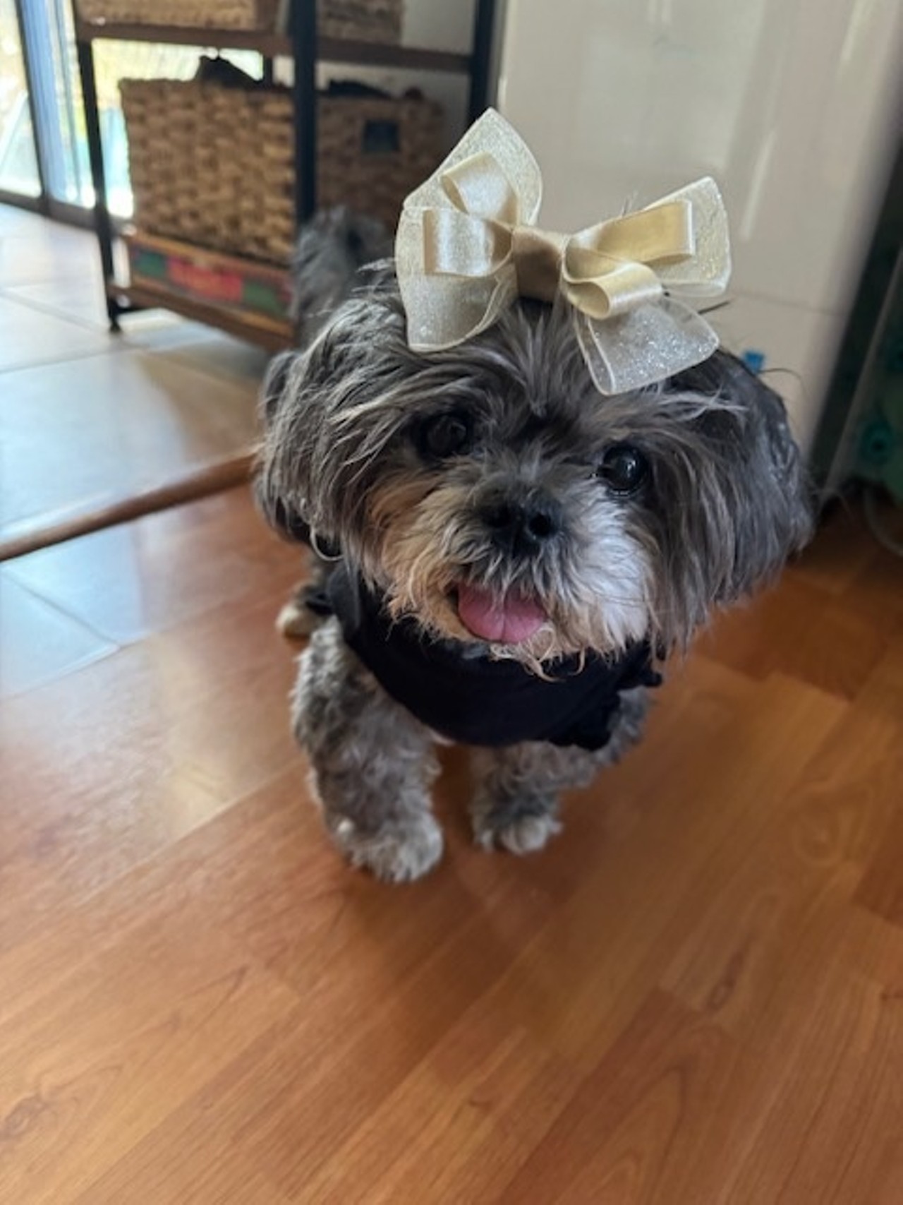 Sweet Seniors: Doxy
Doxy, a 15-year-old rescue pup, is living her best life! She loves sunny days in the backyard and her favorite treats despite her few teeth.  Although she&rsquo;s slower now, she enjoys walks, greeting people, and long naps. Her little protruding tongue always brings smiles to those she meets. 
Instagram: @2texan_tzus