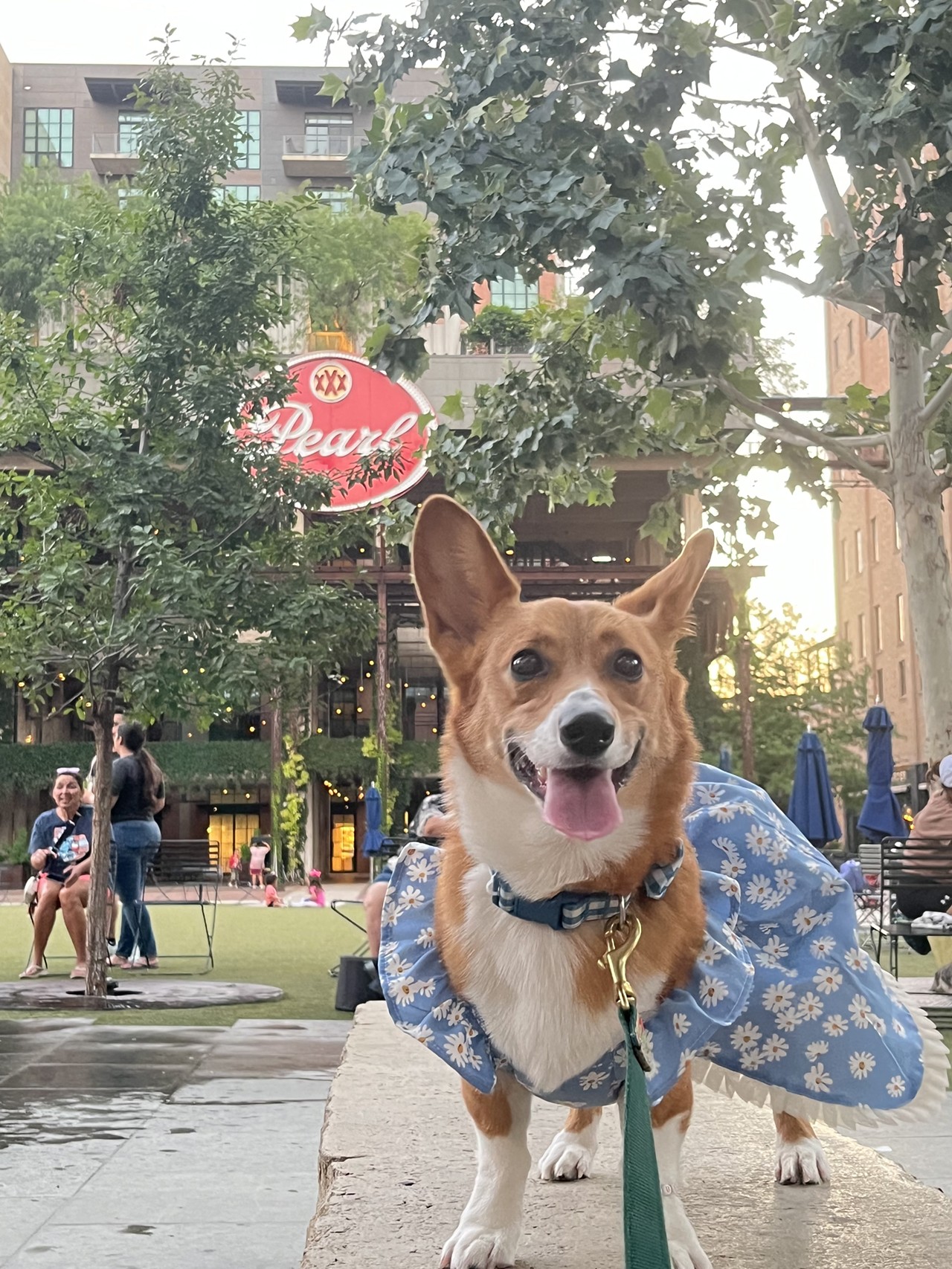 Best Dressed: Chiquita
This is Chiquita she is a corgi with a passion for fashion, who&rsquo;s always dressed up for any type of occasion. She loves hanging out with her best friends Penny the Dalmatian, Penny the corgi, and Bo the golden retriever. By going around and supporting small businesses and meeting new people. She is a kind, sweet, and loving pup that has so much love to still show for her community.
Instagram &amp; TikTok: @Chiquis.lacorgi