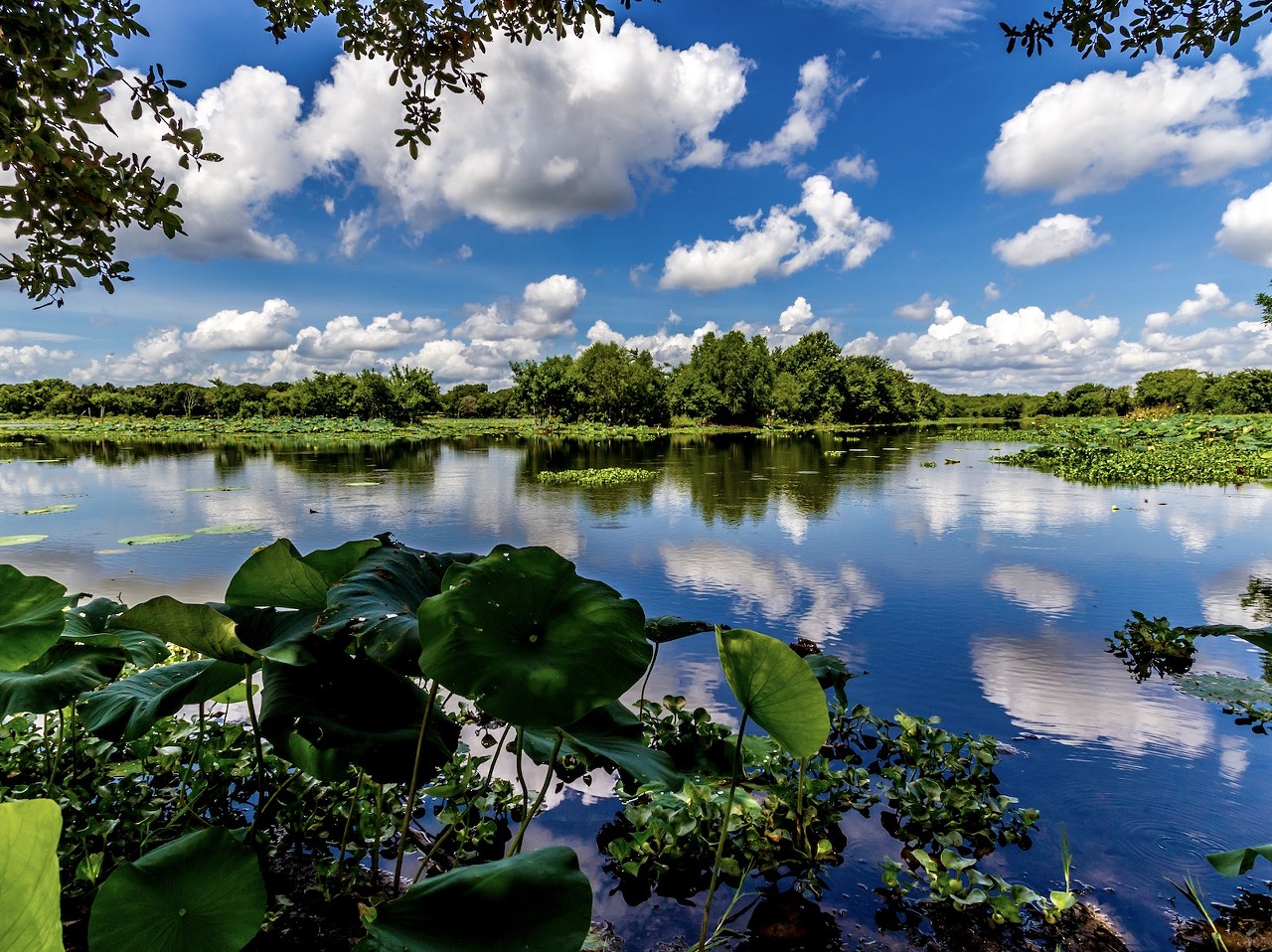 Brazos Bend State Park
21901 FM 762 Road, Needville, (979) 553-5101, tpwd.texas.gov
South of Houston is Brazos Bend, which prides itself in offering a “wild” experience. A pair of binoculars and a camera are a must for those wanting to enjoy the park's abundant wildlife and beautiful landscapes. Visitors are also welcome to hike, bike, fish and ride horses. With the “wild” experience in mind, make sure to read their alligator safety tips before heading out to explore.