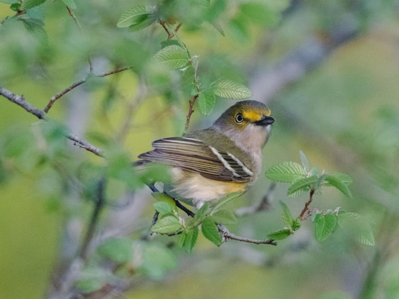 Go birding at Friedrich Wilderness Park   
21395 Milsa Dr., (210) 207-7275, sanantonio.gov 
Friedrich Park is an internationally known nesting site for two federally listed endangered species of birds, including the black-capped vireo and the golden-cheeked warbler, which nests nowhere else but the Texas Hill Country. The oasis to these threatened songbirds is located 15 miles from downtown near Six Flags Fiesta Texas and attracts birders from all around the world. More common, but equally beautiful, bird species like the white-eyed vireo (pictured) can also be found at the park.