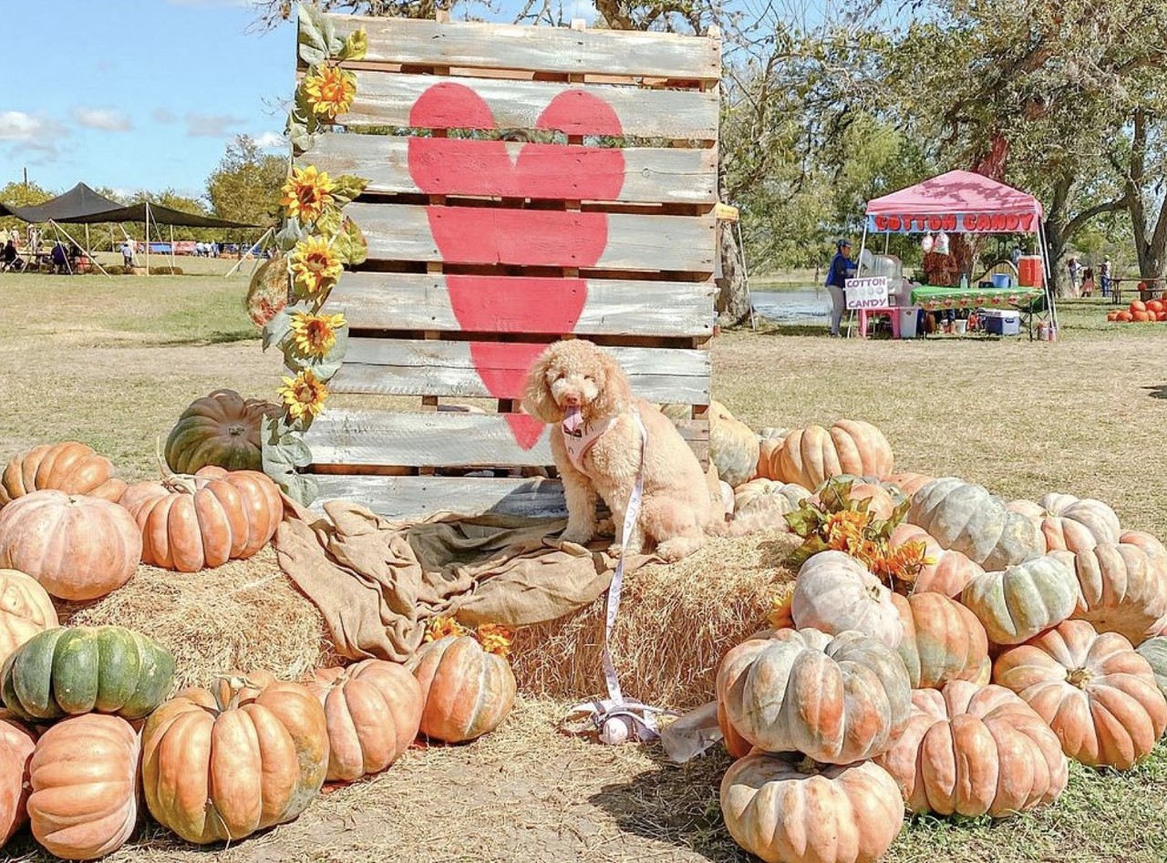 Love Creek Orchards
14024 State Hwy. 16 North, Medina, (830) 200-0302, lovecreekorchards.com
A short jaunt northwest of San Antonio, Love Creek Orchards' Great Hill Country Pumpkin Patch is open Saturdays, Sundays and Mondays from 10 a.m. to 4 p.m., October 8-30. In addition to gourd-centric activities like pumpkin painting, Love Creek has plenty of kid-friendly activities and entertainment, including tours of its apple orchard.  
Photo via Instagram / mika_the_minidoodle