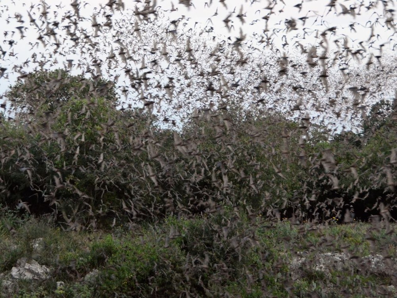 Bracken Cave
26101 FM 3009, (512) 327-9721, batcon.org
Home to the largest bat colony in the world, Bracken Cave is a great spot to watch the bats come out. Some 20 million Mexican free-tailed bats live at Bracken Cave from March to October, making for quite the natural spectacle as they take to the sky.