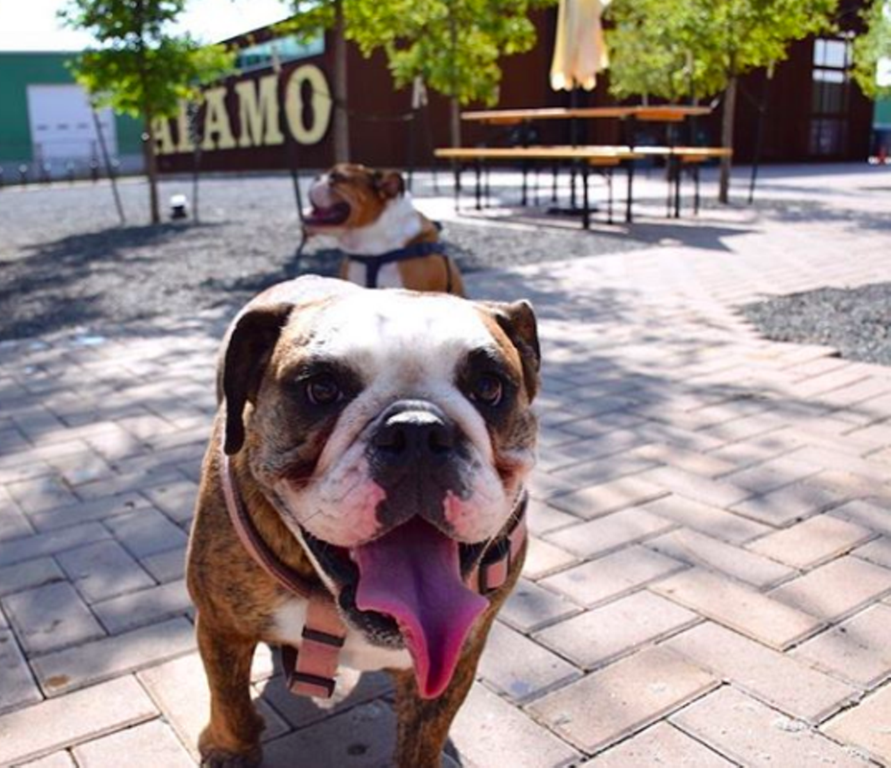 Alamo Beer Company
Masks Required
202 Lamar, (210) 872-5589, alamobeer.com
Consider Alamo Beer’s outdoor space free rein for you and your pup. Complete with picnic tables and cornhole, you’ll have endless fun running around with your furry friend – at least as long as you know your limits..
Photo via Instagram / alamobeerco