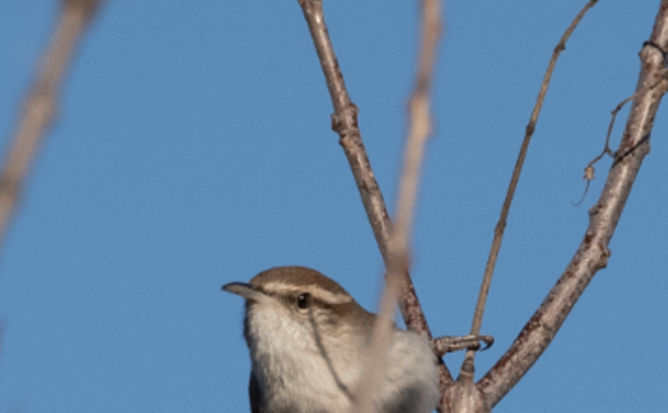 4th Saturday Nature Walk: All About Area Birds