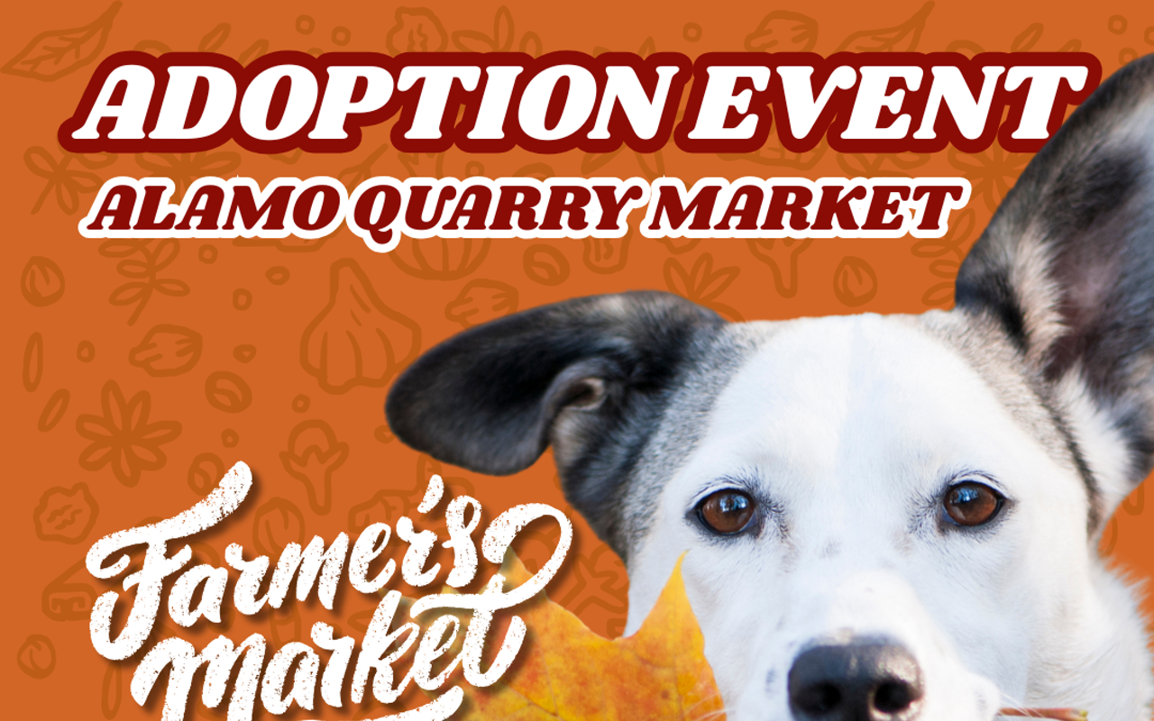 Image: Adoption Event at Alamo Heights Farmer's Market