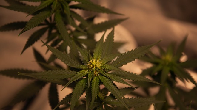 Austin voters will decide in the current election whether they want to decriminalize pot.