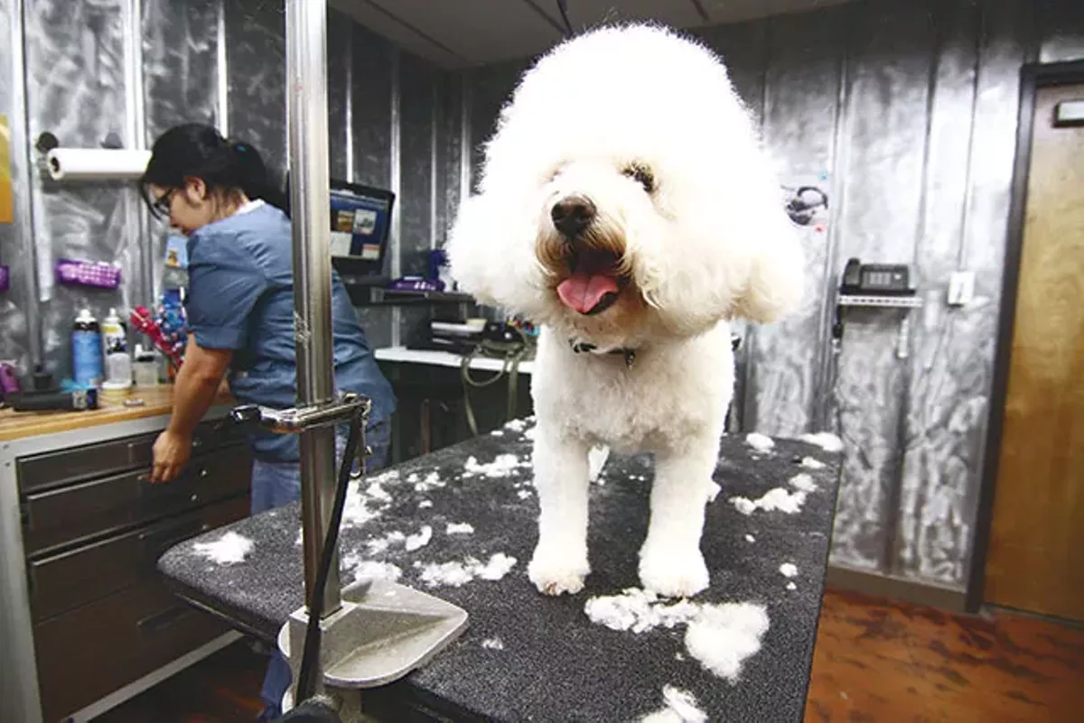 Image: Best Pet Groomer