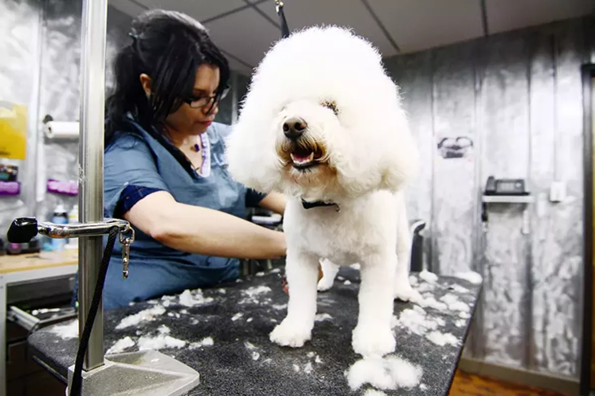 Image: Best Pet Groomer