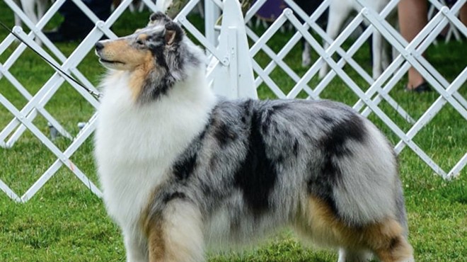 Boerne pup 'Fannie' wins big at 145th Westminster Kennel Club Dog Show