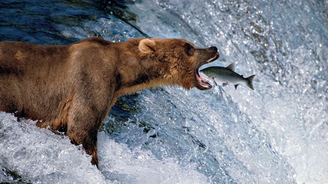 Photograph of a grizzly bear catching a fish as it leaps out of a river.