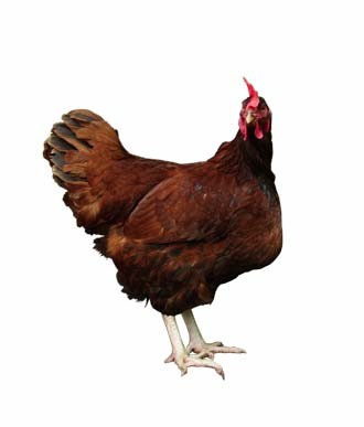 food-chickens-outline_330jpg