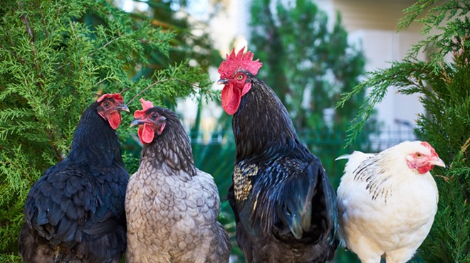 Do You Know Where Your Chickens Are? Twitter User Alerts San Antonio About Flock on the Loose
