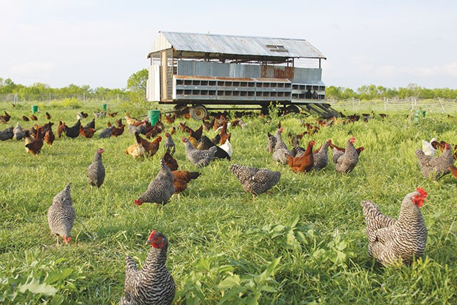 Chickens roam the pastures at Parker Creek Ranch - COURTESY PHOTO