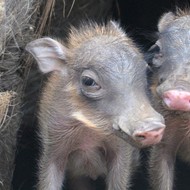Cute Baby Warthogs Piglets Debut At San Antonio Zoo