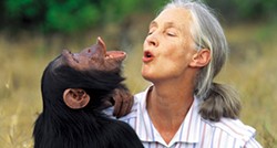 Dr. Jane Goodall talks about new doc 'Chimpanzee'
