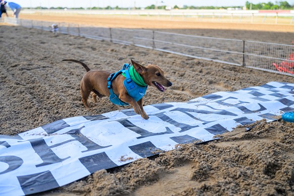 Everything we saw at the wiener dog races at San Antonio's Retama Park