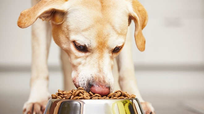 Dry dog food made in Texas has been recalled due to potential Salmonella contamination.