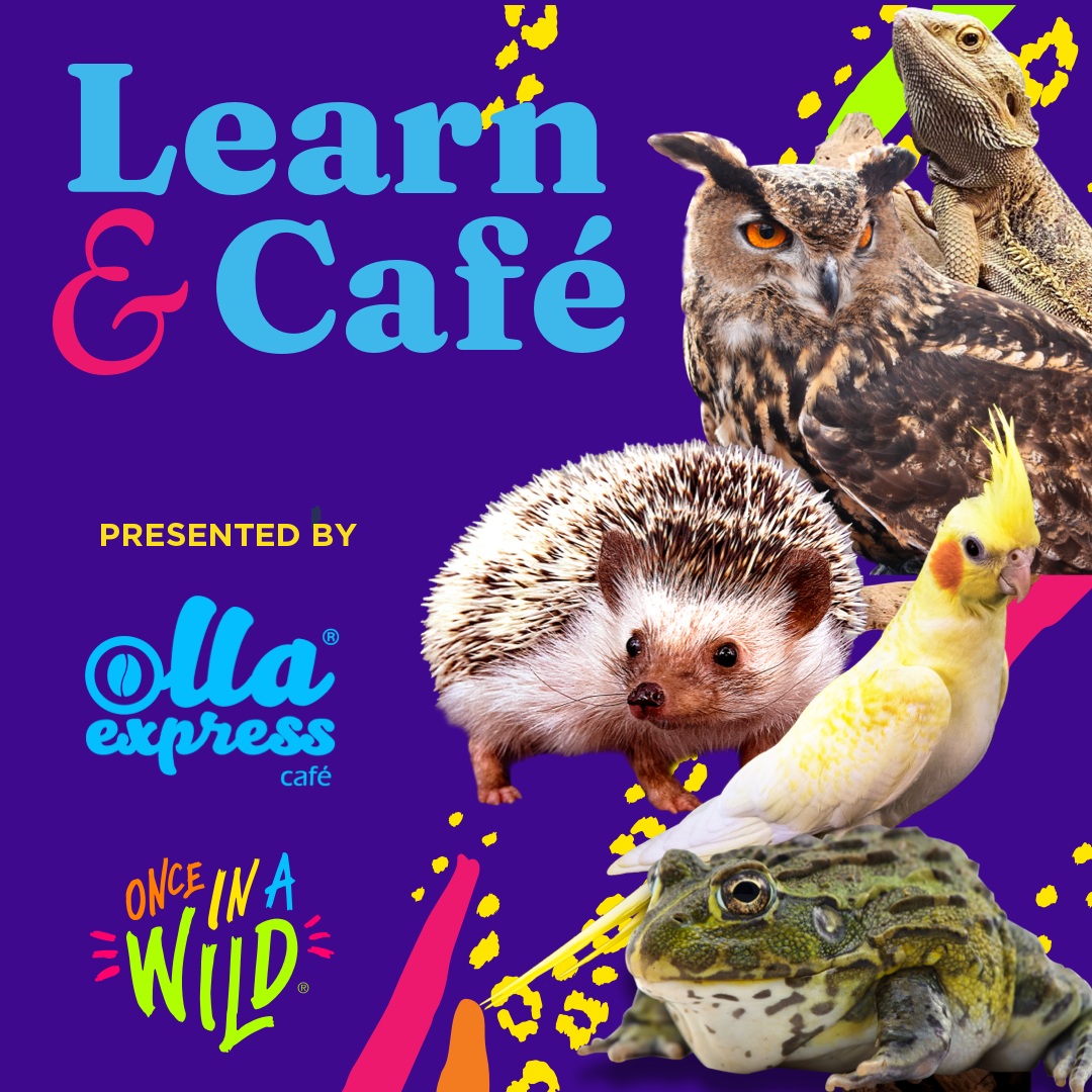 Learn & Coffee Animal Experience