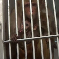 Humane Society To USDA: Stop Monkey Business At Labs And Roadside Zoos
