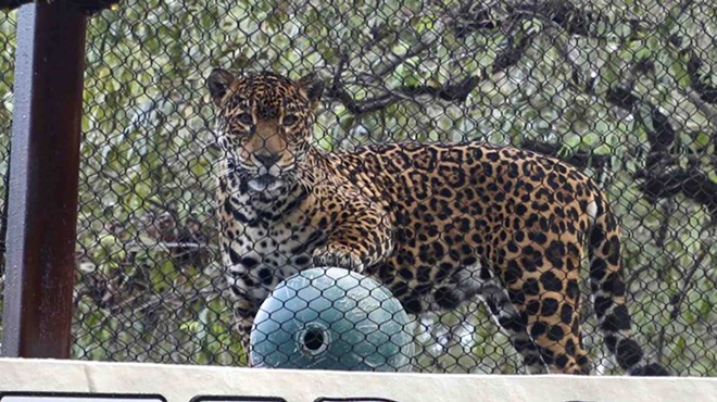 New Neotropica realm featuring endangered jaguars debuts at the San Antonio Zoo on Friday