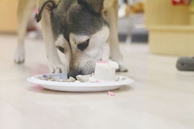 No doggie bag required: a canine birthday cake from Fifi and Fidos  Pet Boutique. - MICHAEL BARAJAS