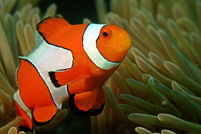 Ocean acidification is transforming clown fish into "dumb packs." The consequences of rising CO2 levels in the oceans topped Project Censored's annual lists of underreported stories. - Wikimedia Commons