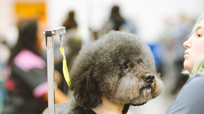 One of the latest unlikely corporate brand team-ups is bringing dog grooming into big box home stores.