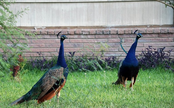 Wild peacocks roam around a front yard in San Antonio.