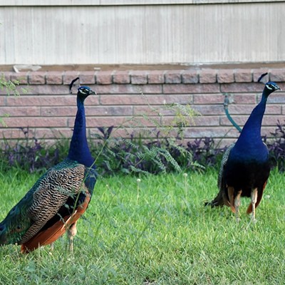Wild peacocks roam around a front yard in San Antonio.
