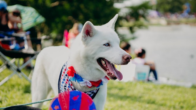 A dog takes in San Antonio's official Fourth of July celebration at Woodlawn Lake.