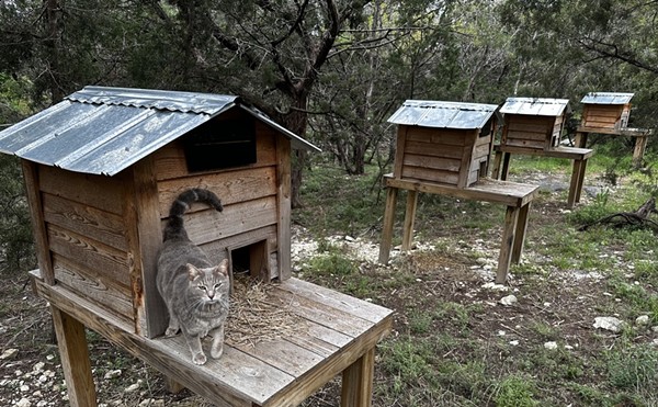 A cat stands on the porch of his kitty home at Bulverde's Bear Den Cat Sanctuary earlier this year.