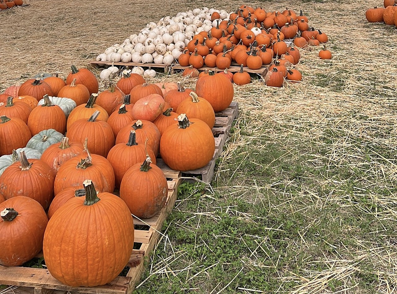 Helotes Hills United Methodist Church
13222 Bandera Road, Helotes, (210) 695-3761, hhumc.com
This popular pumpkin patch opens Oct. 1 and runs daily until Oct. 31, or until they sell out of their stockpile of gourds. Helotes Hills United Methodist Church sells pumpkins for as low as $1, and also offers pumpkin bread for sale on a first-come, first-served basis.