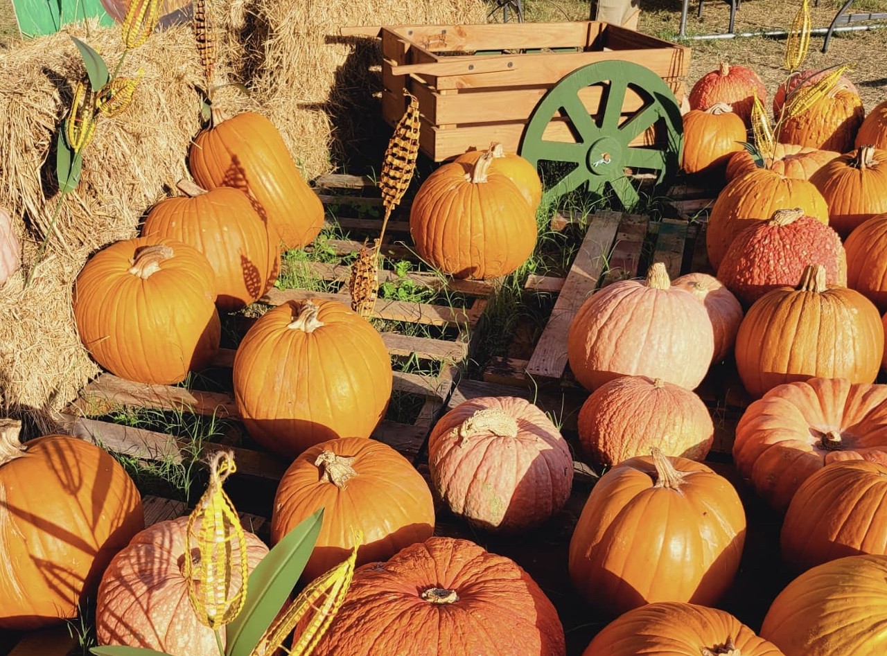 Universal City Pumpkin Patch
2150 Universal City Blvd., Universal City, (210) 659-0333, universalcitytexas.com
The official pumpkin patch of this nearby burg is open 3 p.m.-7 p.m. Monday-Thursday and 10 a.m.-7 p.m. Friday-Sunday starting October 4. This year's patch features photo ops, a hay maze, and weekend food vendors including Hometeam Hotdogs and Lilly’s Frozen Treats.