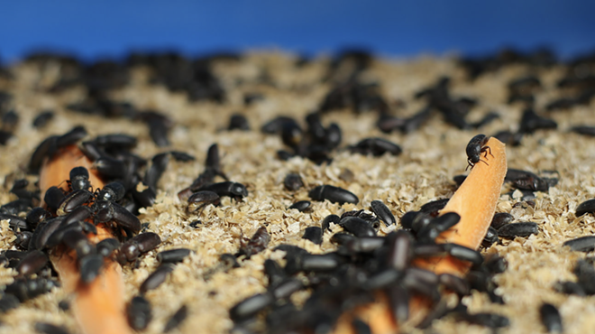 Manna Foods' protein powder is made with darkling beetles.
