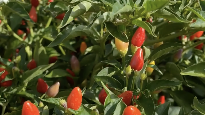 The San Antonio Botanical Garden is bringing the heat with its second Pequeño Pepper Day event.
