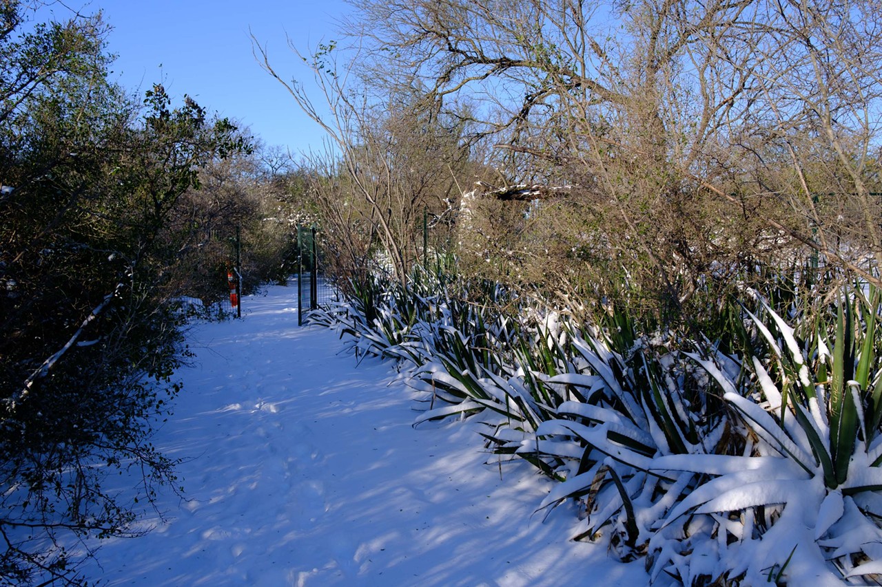 San Antonio Snow