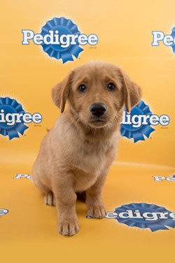 Papi, a corgi mix, is one of the SA rescue puppies to be featured in this year's Puppy Bowl. - Courtesy of Animal Planet