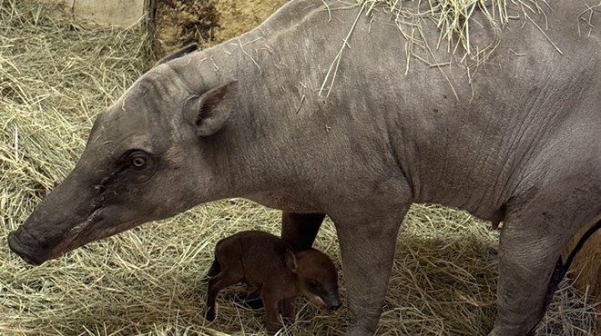 First-time mother Sula with her new born babirusa.