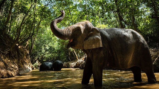 An elephant at the Kulen Forest Sanctuary
