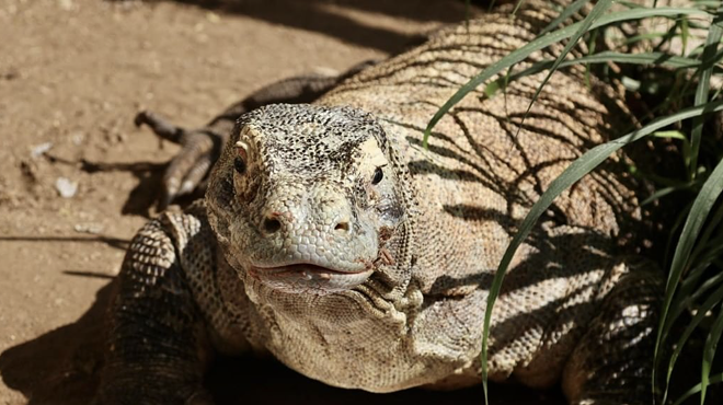 Bubba, a 28-year-old endangered Komodo dragon, passed away this week.