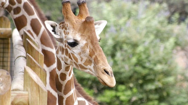 A new barn with extra space will allow the zoo to begin a breeding program for its reticulated giraffes.