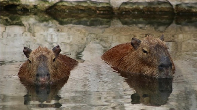 Ginny and Luna are the first capybaras to reside at the San Antonio Zoo since 2018.