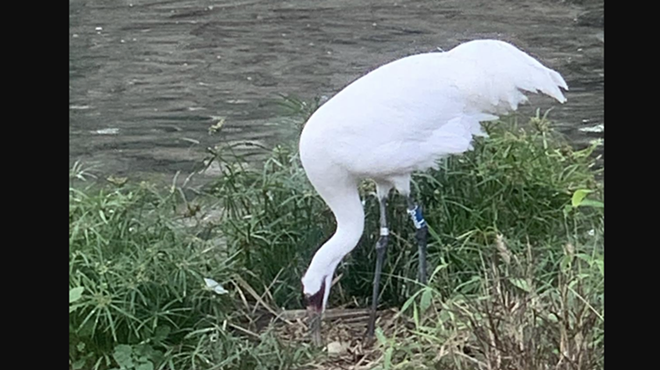 San Antonio Zoo Whooping Crane Laid a Very Special Easter Egg on Sunday (2)
