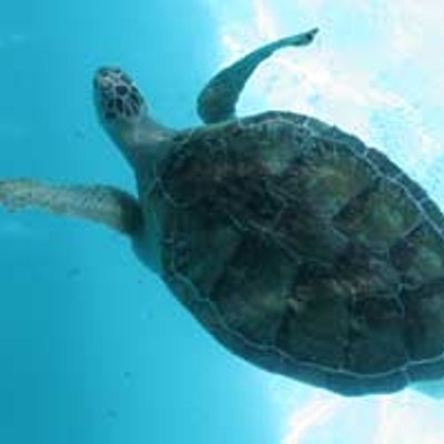 Resident Sea Turtle