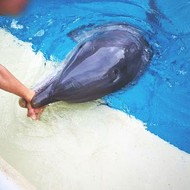 SeaWorld Bites, or Does It?: On the Dilemma of Dolphins, Kids and Captivity