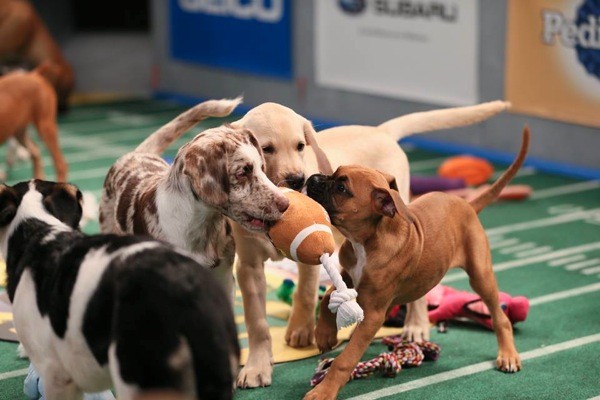 Seven former San Antonio strays will be featured in Puppy Bowl XI this Sunday. - Courtesy of Animal Planet