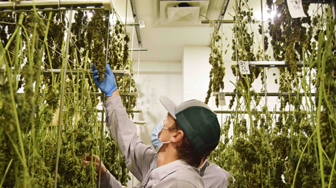 Workers at approved cannabis supplier Texas Original Compassionate Cultivation examine harvested buds.
